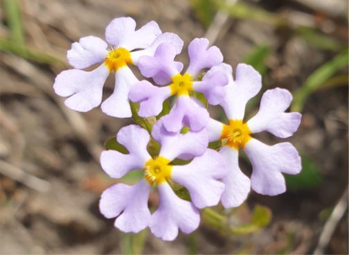 Zaluzianskya Villosa | PlantZAfrica